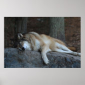 Der schlafende Wolf Poster (Vorne)