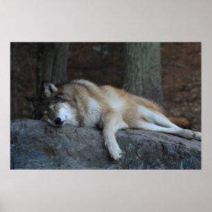 Der schlafende Wolf Poster