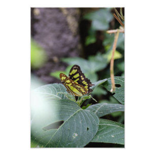 Der Schmetterling und die Blätter Fotodruck