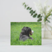 Der schöne Berner Hund genießt die Sonne Postkarte (Stehend Vorderseite)