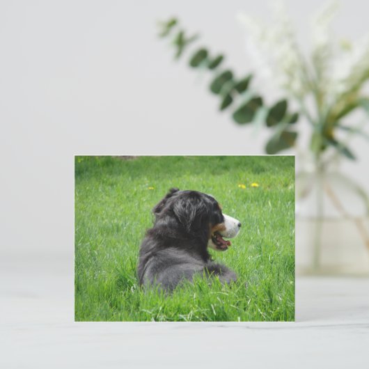 Der schöne Berner Hund genießt die Sonne Postkarte (Stehend Vorderseite)