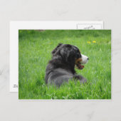 Der schöne Berner Hund genießt die Sonne Postkarte (Vorne/Hinten)