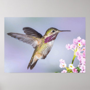 Der schöne Hummingbird fliegt in Lila & rosa Poster