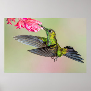 Der schöne Hummingbird fliegt zu einer Blume Poster