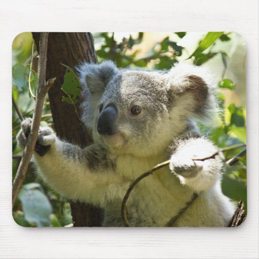 Der schöne Koala-Bär im Bäumen Mousepad (Vorne)