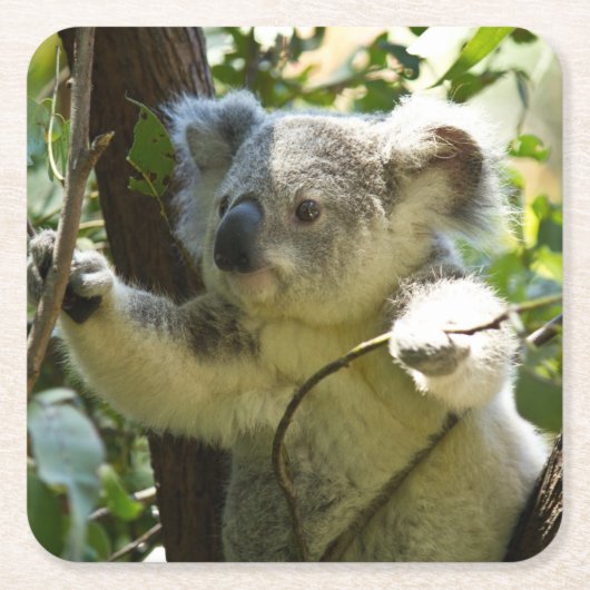 Der schöne Koala-Bär im Bäumen Rechteckiger Pappuntersetzer (Vorderseite)