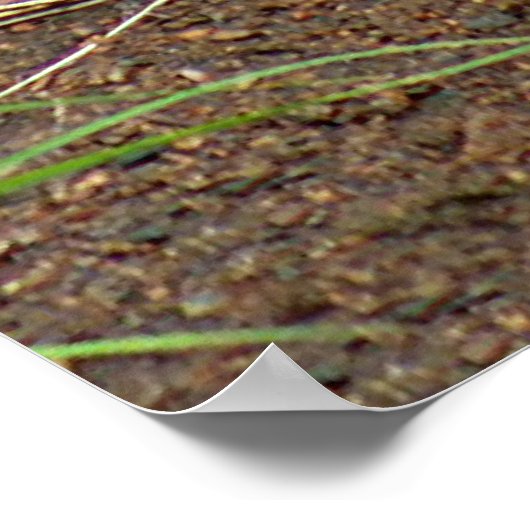 Der schöne rote Fuchs Poster (Ecke)