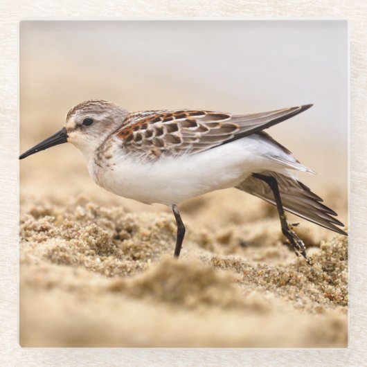 Der schöne Sandpiper-Vogel im Sand Glasuntersetzer (Vorderseite)