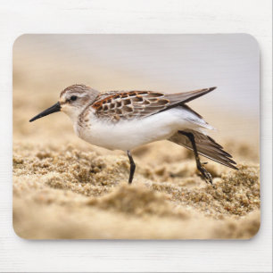 Der schöne Sandpiper-Vogel im Sand Mousepad