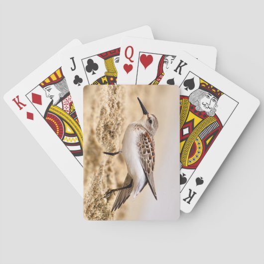 Der schöne Sandpiper-Vogel im Sand Spielkarten (Rückseite)