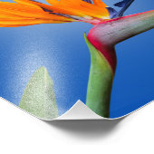 Der schöne Vogel des Paradieses Strelitzia Blume Fotodruck (Ecke)