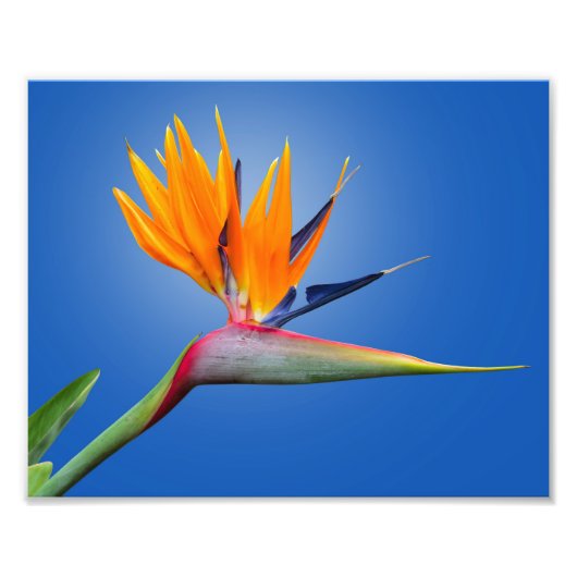 Der schöne Vogel des Paradieses Strelitzia Blume Fotodruck (Vorne)