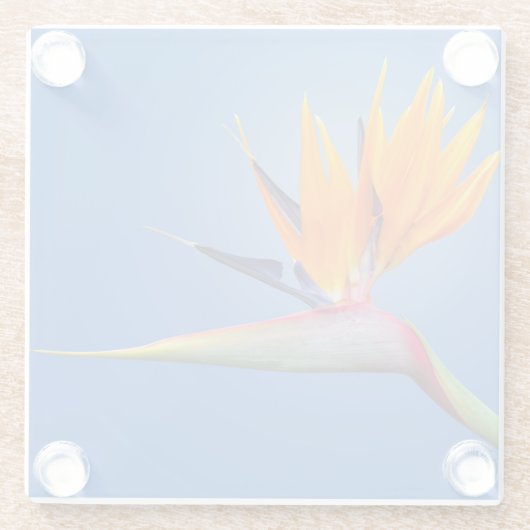 Der schöne Vogel des Paradieses Strelitzia Blume Glasuntersetzer (Rückseite)