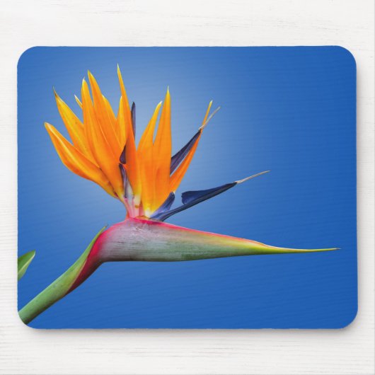 Der schöne Vogel des Paradieses Strelitzia Blume Mousepad (Vorne)