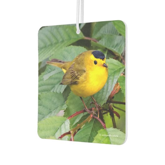 Der schöne Wilson's Warbler im Kirschbaum Autolufterfrischer (Links)