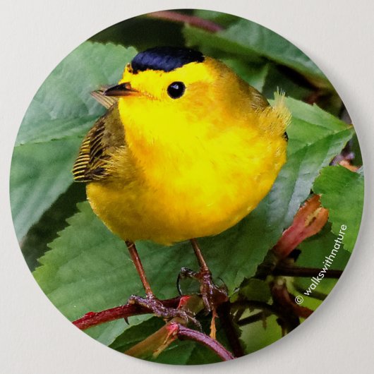 Der schöne Wilson's Warbler im Kirschbaum Button (Vorderseite)