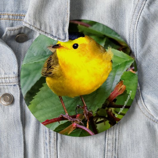 Der schöne Wilson's Warbler im Kirschbaum Button (Beispiel)