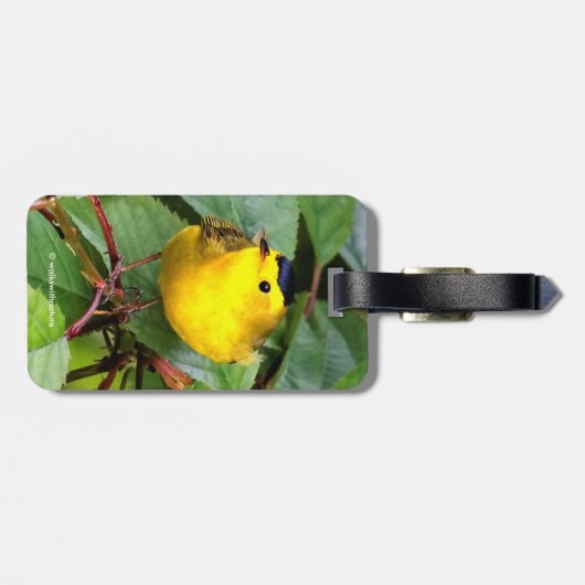 Der schöne Wilson's Warbler im Kirschbaum Gepäckanhänger (Rückseite horizontal)