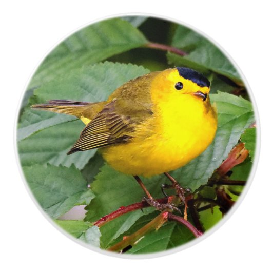 Der schöne Wilson's Warbler im Kirschbaum Keramikknauf (Vorderseite)
