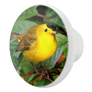 Der schöne Wilson's Warbler im Kirschbaum Keramikknauf