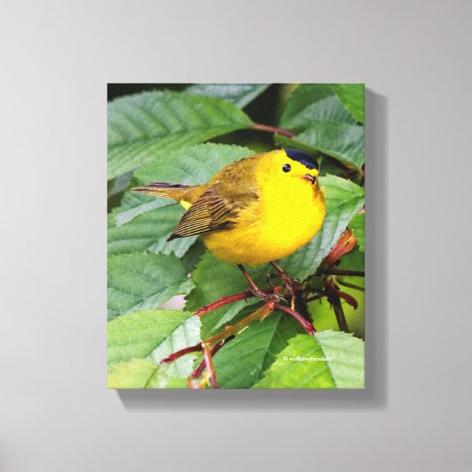 Der schöne Wilson's Warbler im Kirschbaum Leinwanddruck (Vorderseite)
