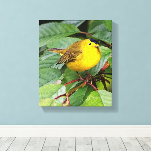 Der schöne Wilson's Warbler im Kirschbaum Leinwanddruck (Insitu (Holzboden))