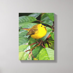 Der schöne Wilson's Warbler im Kirschbaum Leinwanddruck