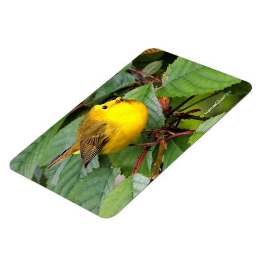 Der schöne Wilson's Warbler im Kirschbaum Magnet (Linke Seite)