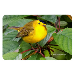 Der schöne Wilson's Warbler im Kirschbaum Magnet