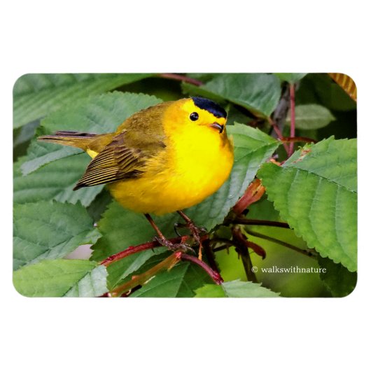 Der schöne Wilson's Warbler im Kirschbaum Magnet (Horizontal)