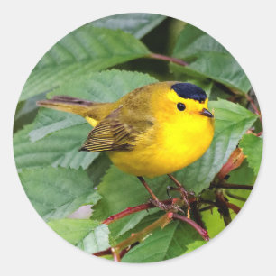 Der schöne Wilson's Warbler im Kirschbaum Runder Aufkleber
