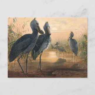 Der Schuhschnabel von Joseph Wolf Postkarte