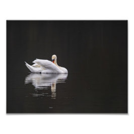 Der Schwan in Ruhe Fotodruck