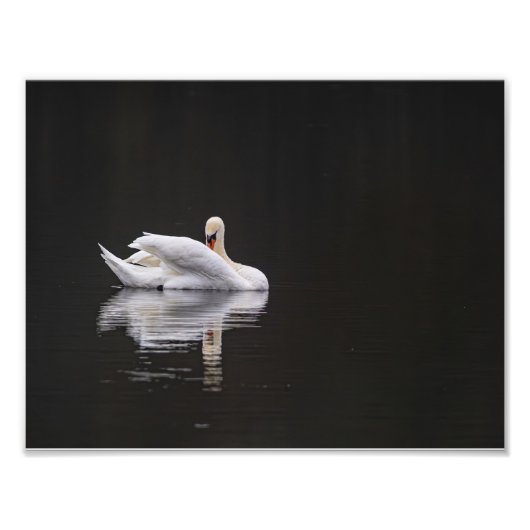 Der Schwan in Ruhe Fotodruck (Vorne)