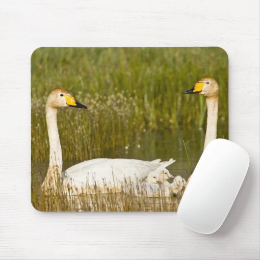 Der Schwan paart sich mit Cygnets in Island. Mousepad (Mit Mouse)