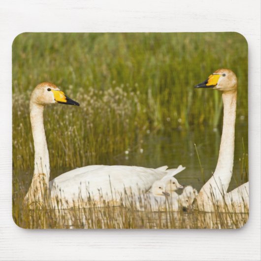 Der Schwan paart sich mit Cygnets in Island. Mousepad (Vorne)