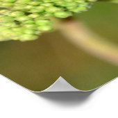 Der schwarz - rote Marienkäfer Poster (Ecke)