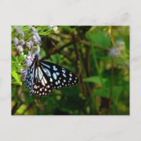 der schwarz-weiße Schmetterling
