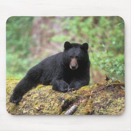 Der schwarze Bär auf einer alten Wachstumsprognose Mousepad (Vorne)