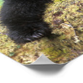 Der schwarze Bär auf einer alten Wachstumsprognose Poster (Ecke)