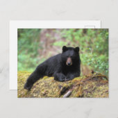 Der schwarze Bär auf einer alten Wachstumsprognose Postkarte (Vorne/Hinten)