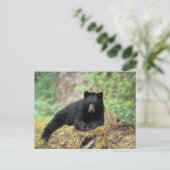 Der schwarze Bär auf einer alten Wachstumsprognose Postkarte (Stehend Vorderseite)