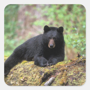 Der schwarze Bär auf einer alten Wachstumsprognose Quadratischer Aufkleber