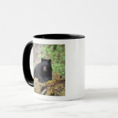Der schwarze Bär auf einer alten Wachstumsprognose Tasse (Vorderseite Links)