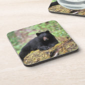 Der schwarze Bär auf einer alten Wachstumsprognose Untersetzer (Linke Seite)