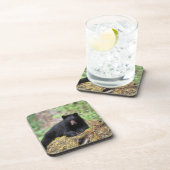 Der schwarze Bär auf einer alten Wachstumsprognose Untersetzer (Rechte Seite)