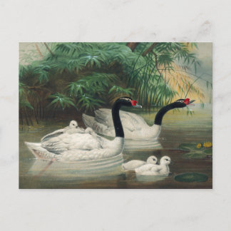 Der schwarze Schwan von Joseph Wolf Postkarte