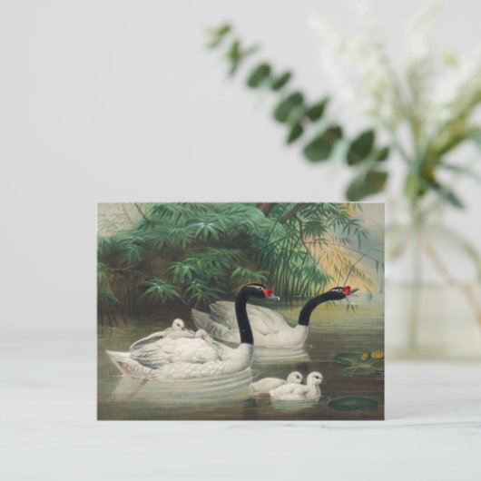 Der schwarze Schwan von Joseph Wolf Postkarte (Stehend Vorderseite)