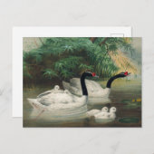 Der schwarze Schwan von Joseph Wolf Postkarte (Vorne/Hinten)