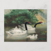 Der schwarze Schwan von Joseph Wolf Postkarte (Vorderseite)